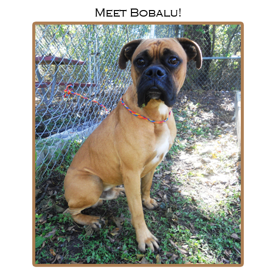 Meet Bobalu
