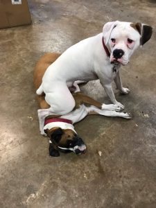 bobalu cigar co boxer dogs lucy and ricky