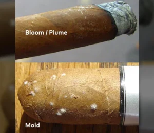 Plume is harmless cigar bloom caused by natural oils and aging. Mold is fuzzy, spreads fast, and means your humidity is out of control. One you smoke. One you toss
