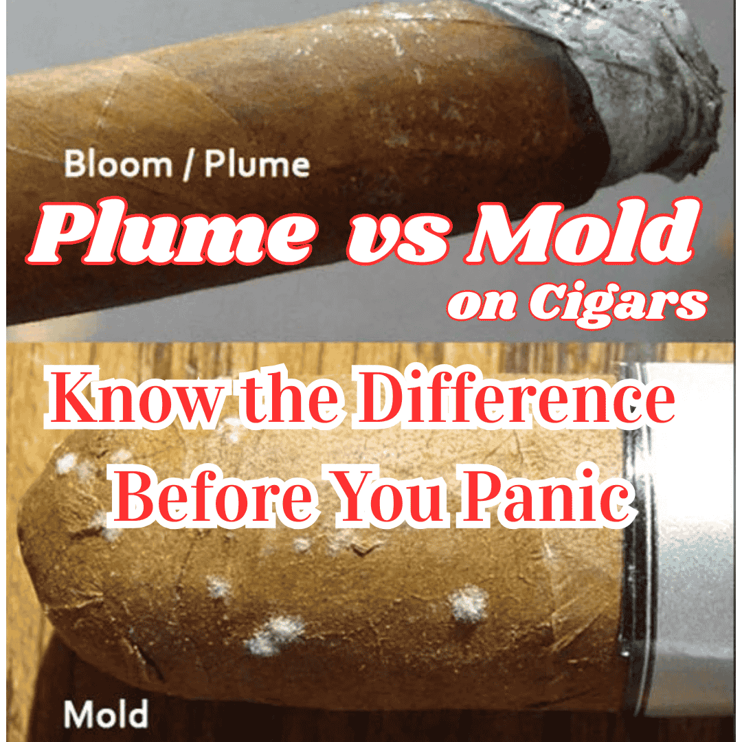 Plume vs. Mold. Know the Difference Before You Panic